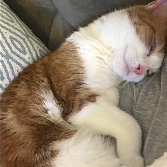 Meet your Posher, Tony - Picture 1 of 1